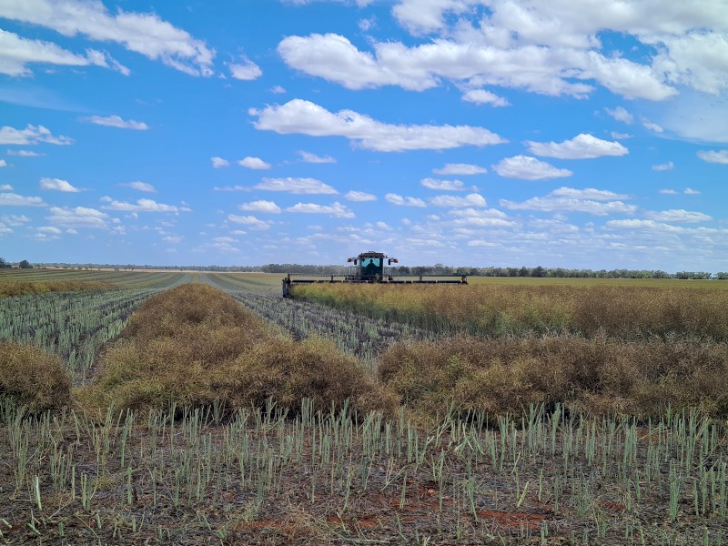 Windrowers Available For 2026 Harvest 