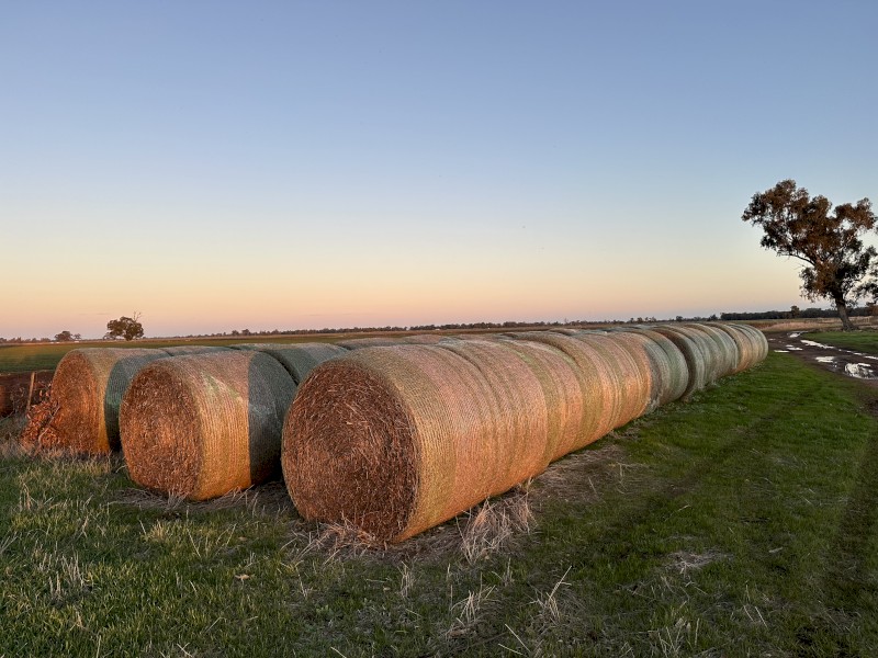 5x4 Vetch rolls