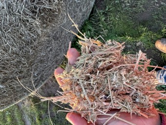 5x4 Vetch rolls