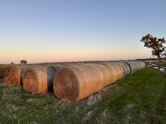 5x4 Vetch rolls