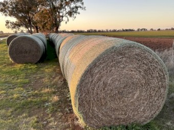 5x4 Vetch rolls