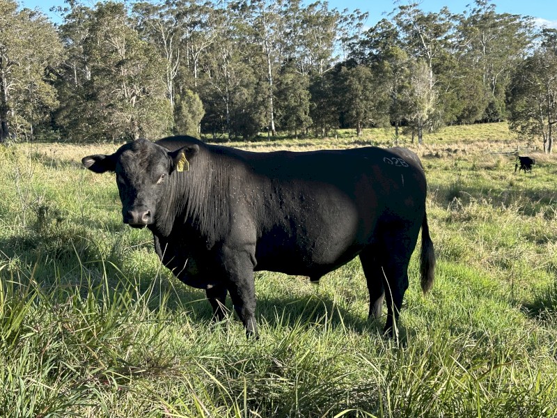 Ultrablack Bulls for sale