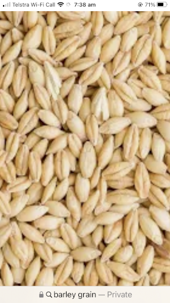 Feed Barley