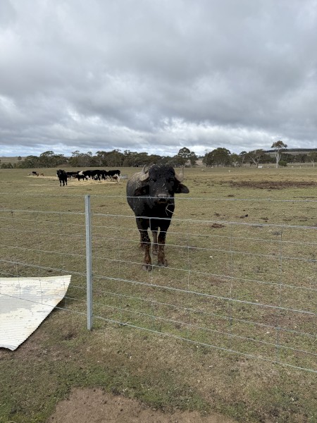 Water Buffalo Bulls