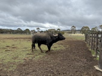 Water Buffalo Bulls