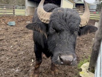 Water Buffalo Bulls
