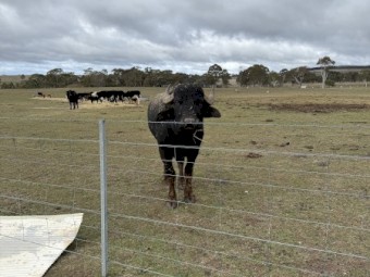 Water Buffalo Bulls