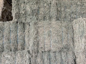 Lucerne Hay 8x4x3 Bales