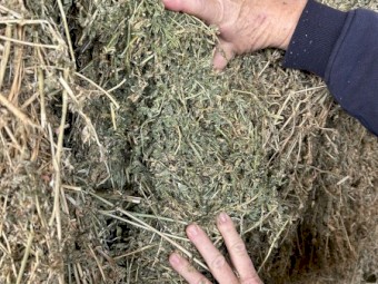 Lucerne Hay 8x4x3 Bales