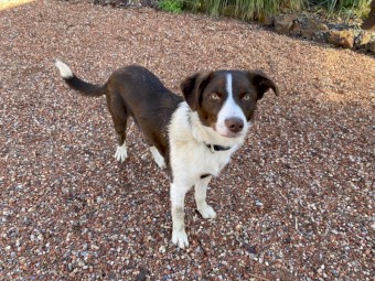 Border Collie x Kelpie