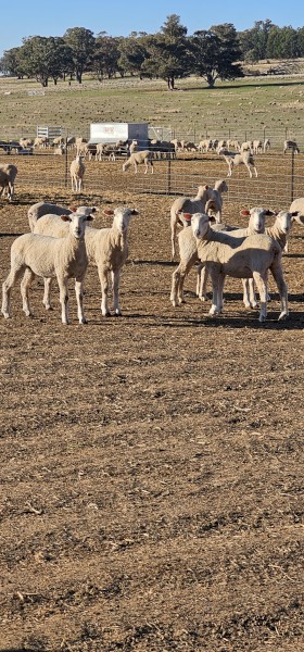 440 x First Cross Ewe Lambs Station Mated to Allandale Charollais Rams