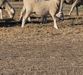 440 x First Cross Ewe Lambs Station Mated to Allandale Charollais Rams
