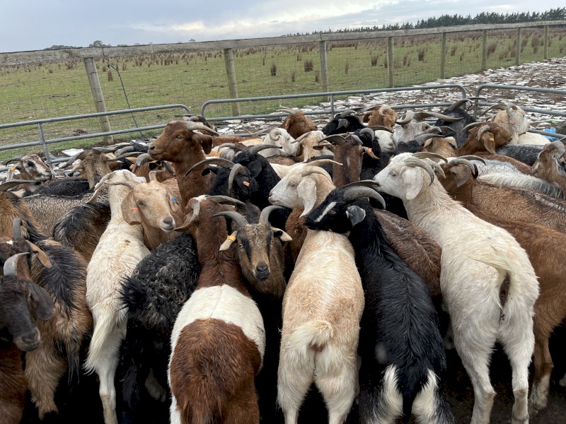 WANTED Meat Breed Wether Goats