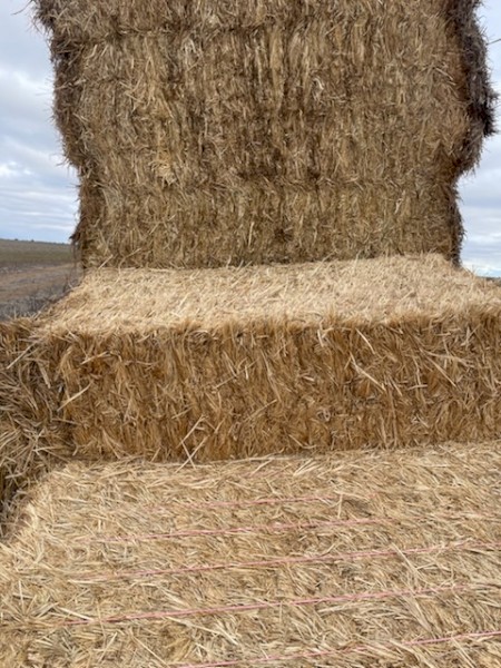 Bambatsi Pasture Hay 8x4x3 Bales