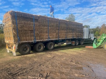 520 Load Seasoned Prime Lucerne small squares Hay