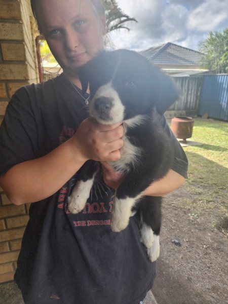 Puppies 