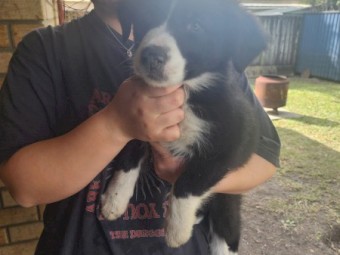 Puppies 