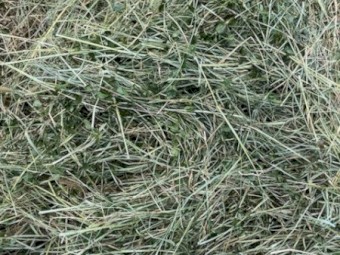 68 bale  load Freshly Baled 4^4  Horse Quality Rhodes Grass Hay