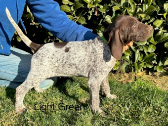 German Shorthaired Pointer Pups