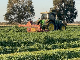 Lucerne Silage May 25