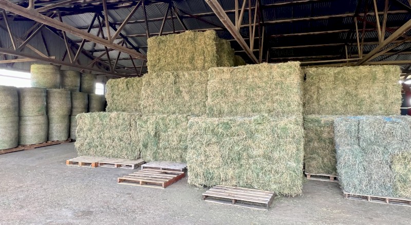 Prime Lucerne Small Squares