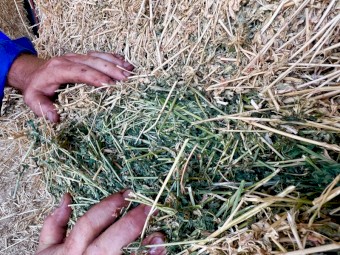 Prime Lucerne Small Squares