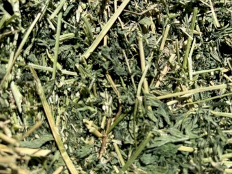 Prime Lucerne Small Squares