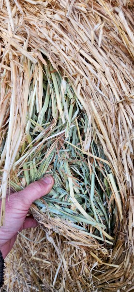 50 x Oaten Hay 5x4 Bales