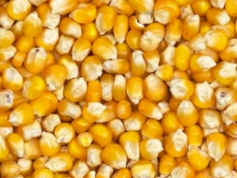 WANTED Maize for VIC