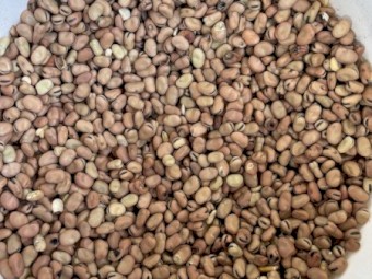 17mt Faba Beans
