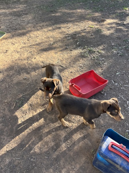 Kelpie pups