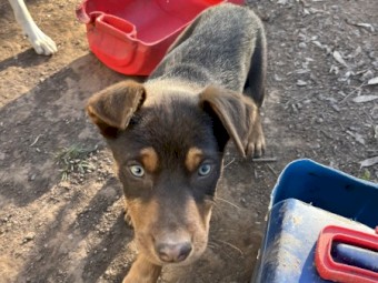 Kelpie pups