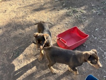 Kelpie pups