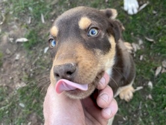 Kelpie pups