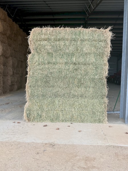 Large square lucerne bales