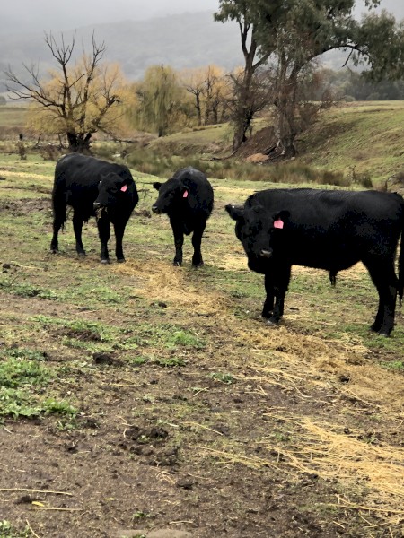 5 Murdeduke Quarterback Sired Bulls