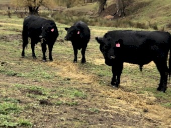 5 Murdeduke Quarterback Sired Bulls