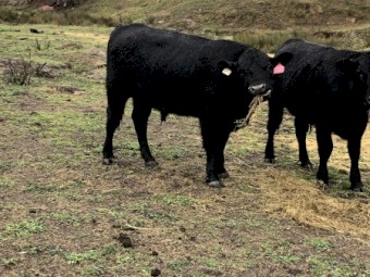 5 Murdeduke Quarterback Sired Bulls