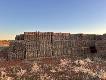 BARLEY STRAW (HEADER TAILINGS)