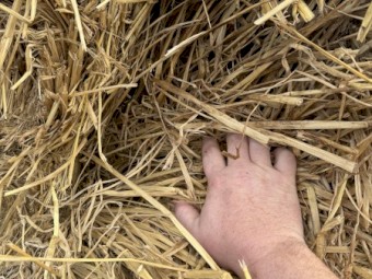 Rice Straw