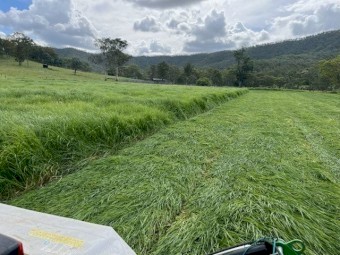  Premium 4^4 Rhodes Grass Hay Shedded