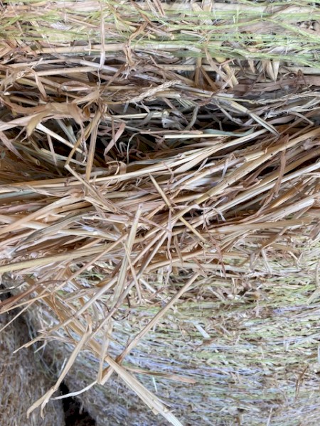 4^4 Beardless Barley Hay
