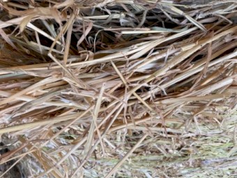 4^4 Beardless Barley Hay