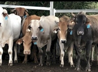 Brahman & Charbray X Breeders