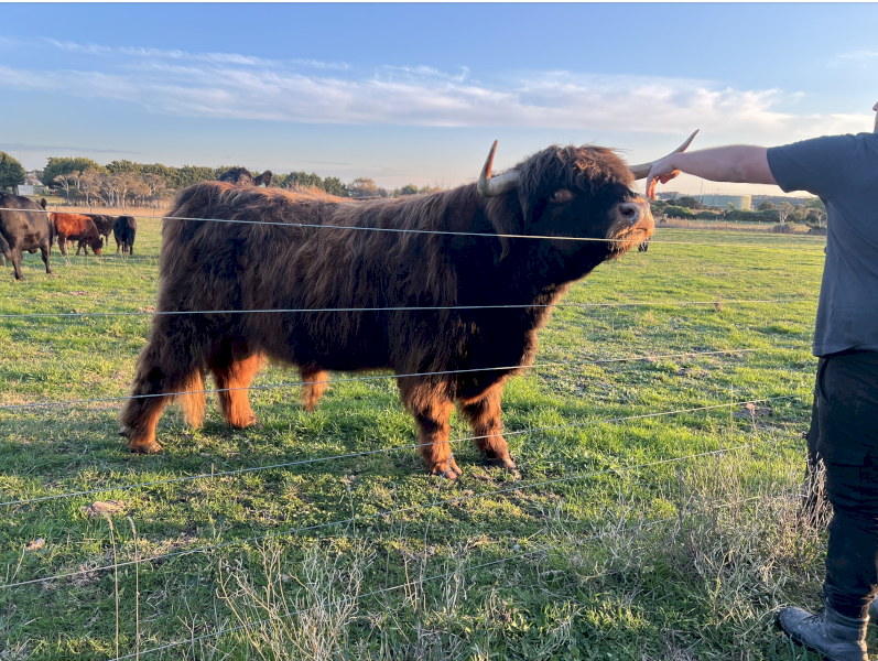 Scottish Highland Bull