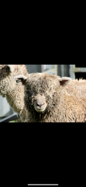 Babydoll Purebred Registered Ewes with Papers