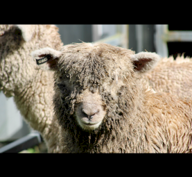 Babydoll Purebred Registered Ewes with Papers