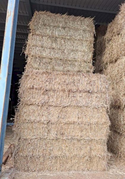 Forage Sorghum (Rain on but left to dry and cured properly)