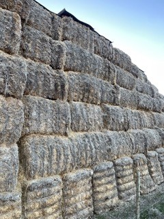 Barley straw - header tailings