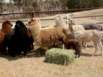 Alpaca raised on our family farm